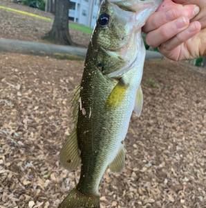 Meet your Posher, Jaxon